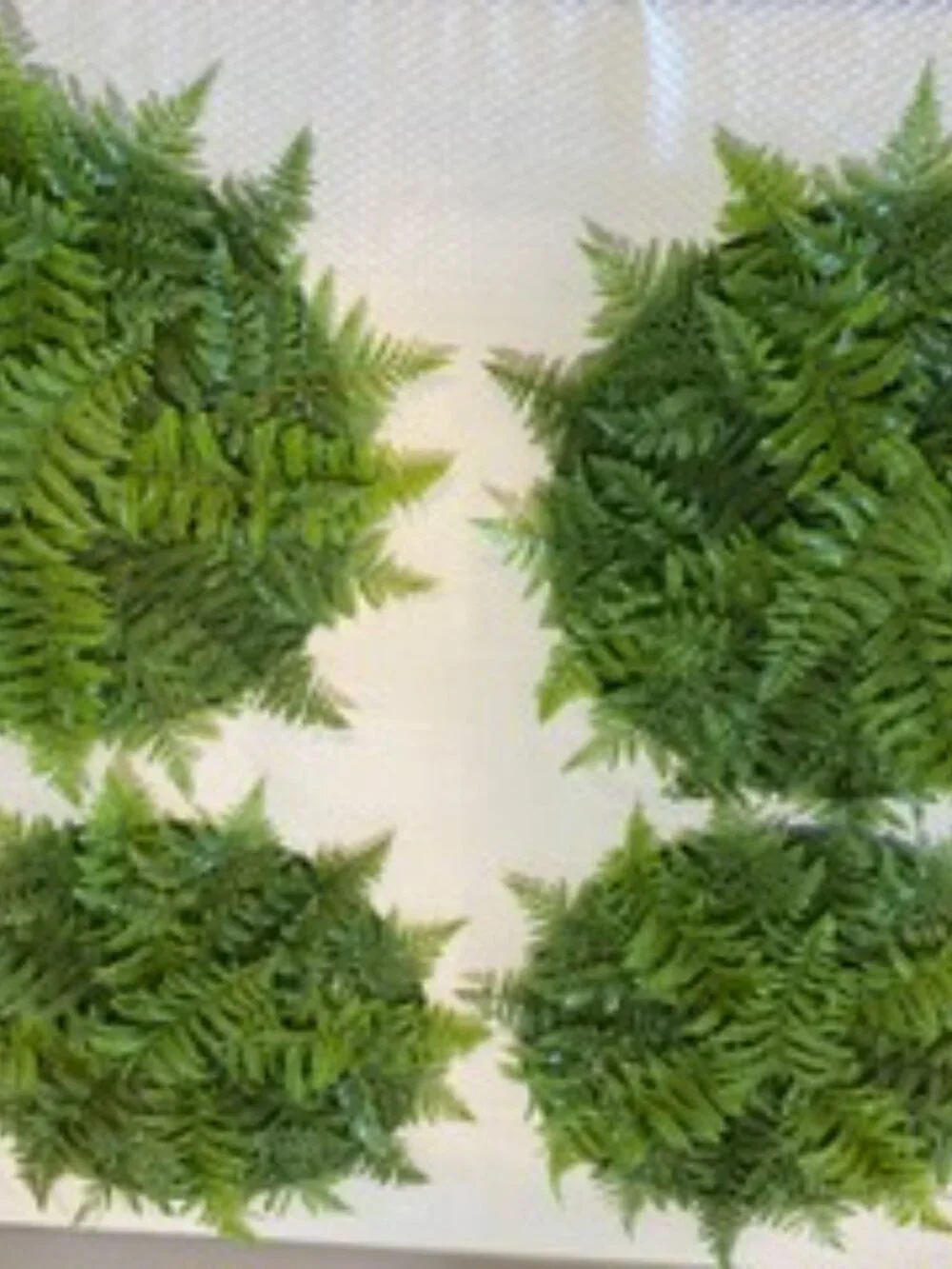 Pier 1 Fern Placemats Set of 4 NEW!